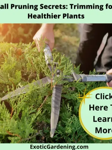 Trimming shrubs with hand pruners.