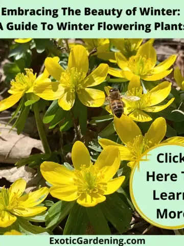 Winter aconite in bloom.