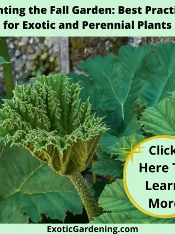 Gunnnera manicata leaves