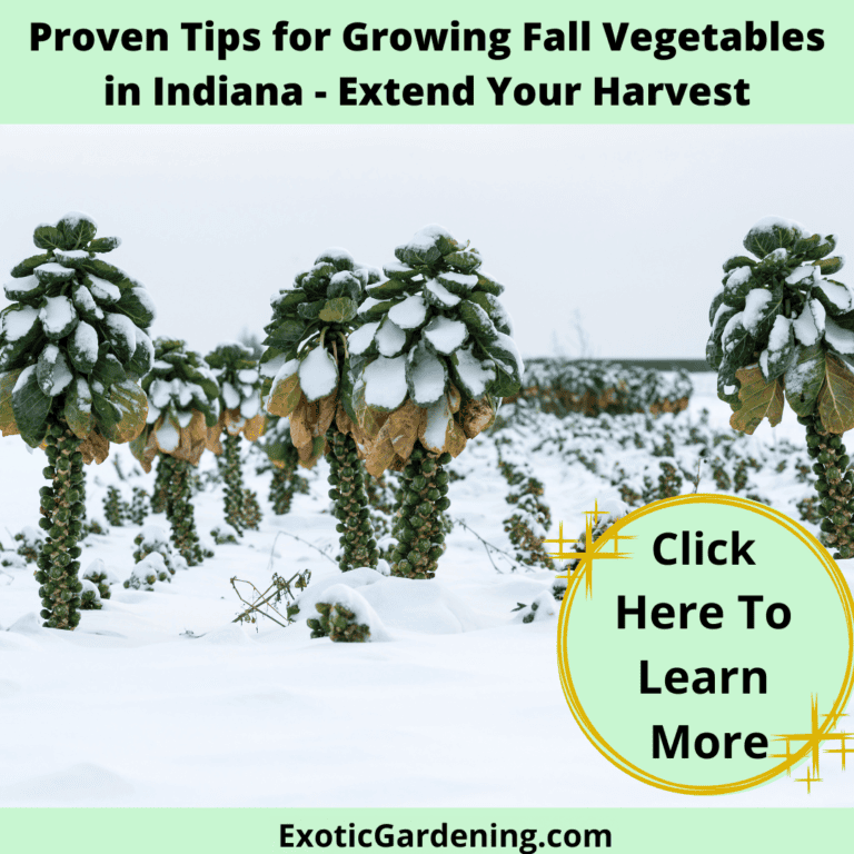 Brussels sprouts growing in snow.