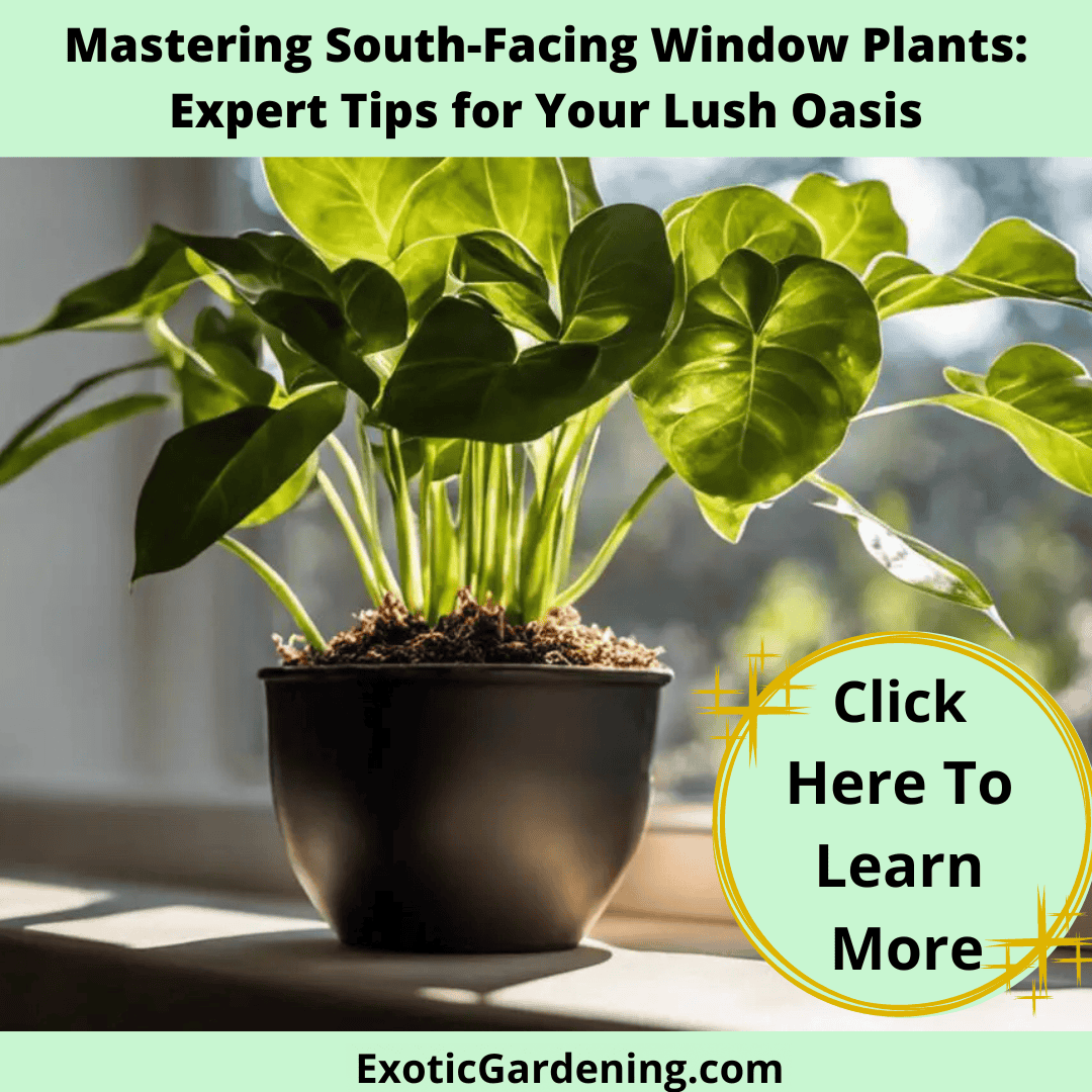Potted south-facing window plant, lush green tropical foliage, indoor gardening tips for sunlight.