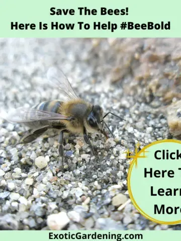 A bee on pebbles covered with water.