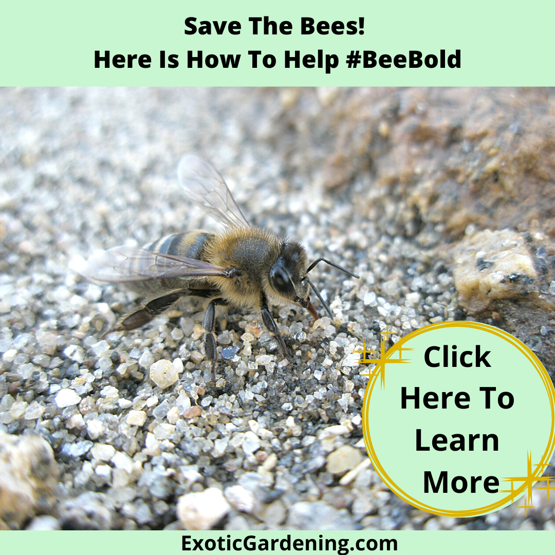 A bee on pebbles covered with water.