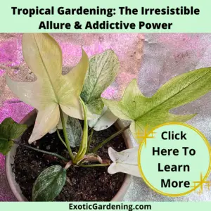 Philodendron Florida Ghost with a new leaf unfurling.