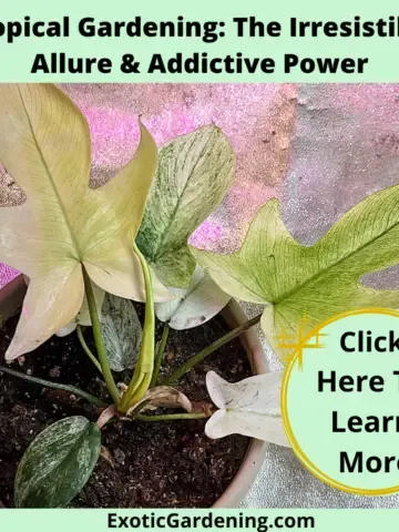 Philodendron Florida Ghost with a new leaf unfurling.