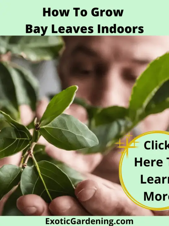 How To Grow Bay Leaves Indoors Exotic Gardening