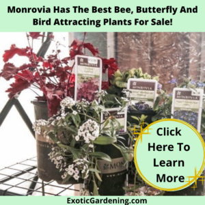 Several varieties of annual and perennial plants from Monrovia and Lowes.
