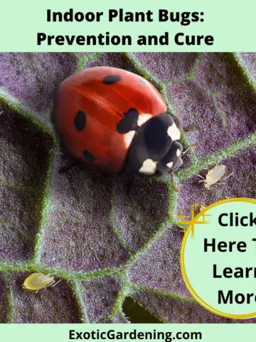 A ladybug and aphids on the back of a leaf.