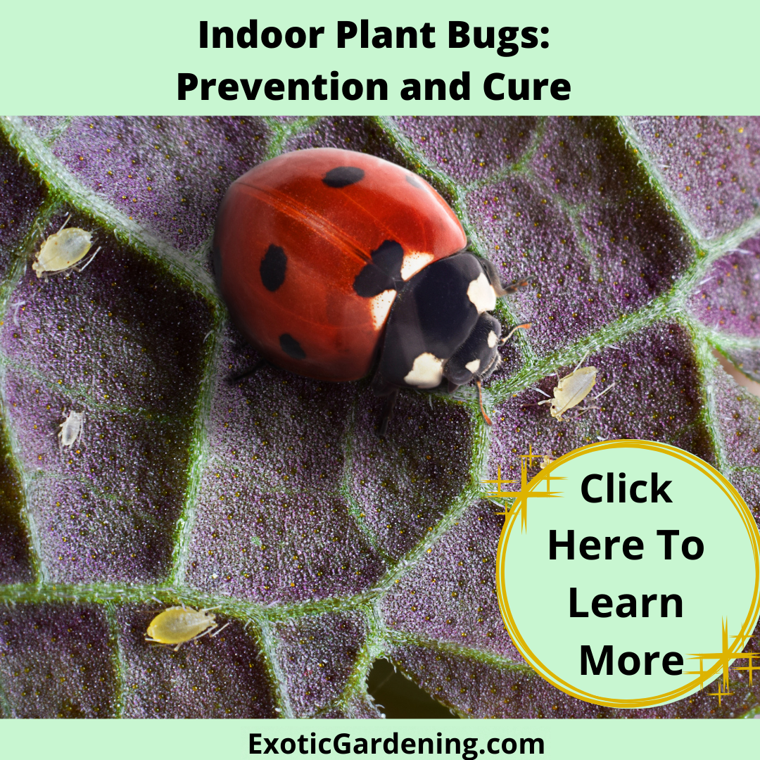 A ladybug and aphids on the back of a leaf.