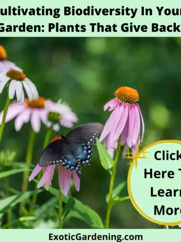 A Black Swallowtail Butterfly collecting nectar from coneflowers.