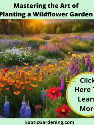 An array of wildflowers in bloom in a garden.