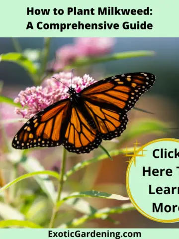 A Monarch butterfly sipping nectar from a milkweed in bloom.