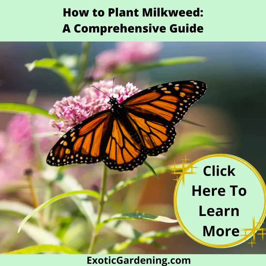 A Monarch butterfly sipping nectar from a milkweed in bloom.