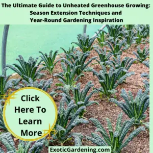 Kale plants thriving inside a greenhouse with a clear protective cover, demonstrating the effectiveness of an unheated greenhouse for season extension gardening.