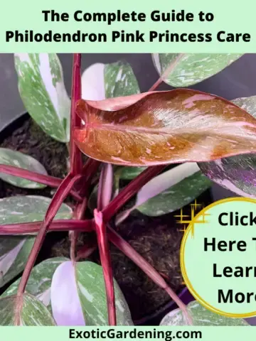 The leaves of a highly variegated Philodendron Pink Princess plant growing in a pot.