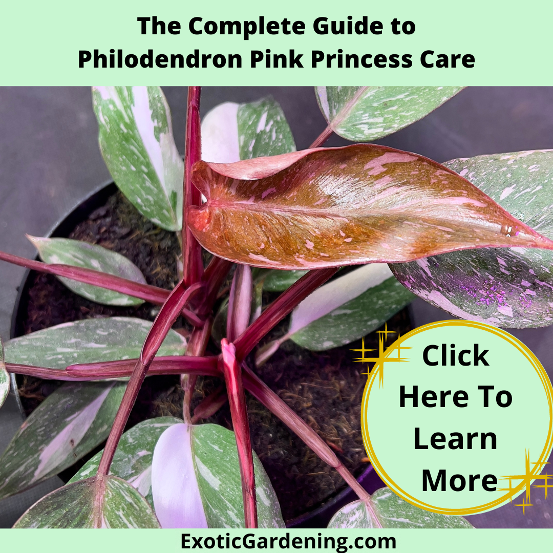 The leaves of a highly variegated Philodendron Pink Princess plant growing in a pot.