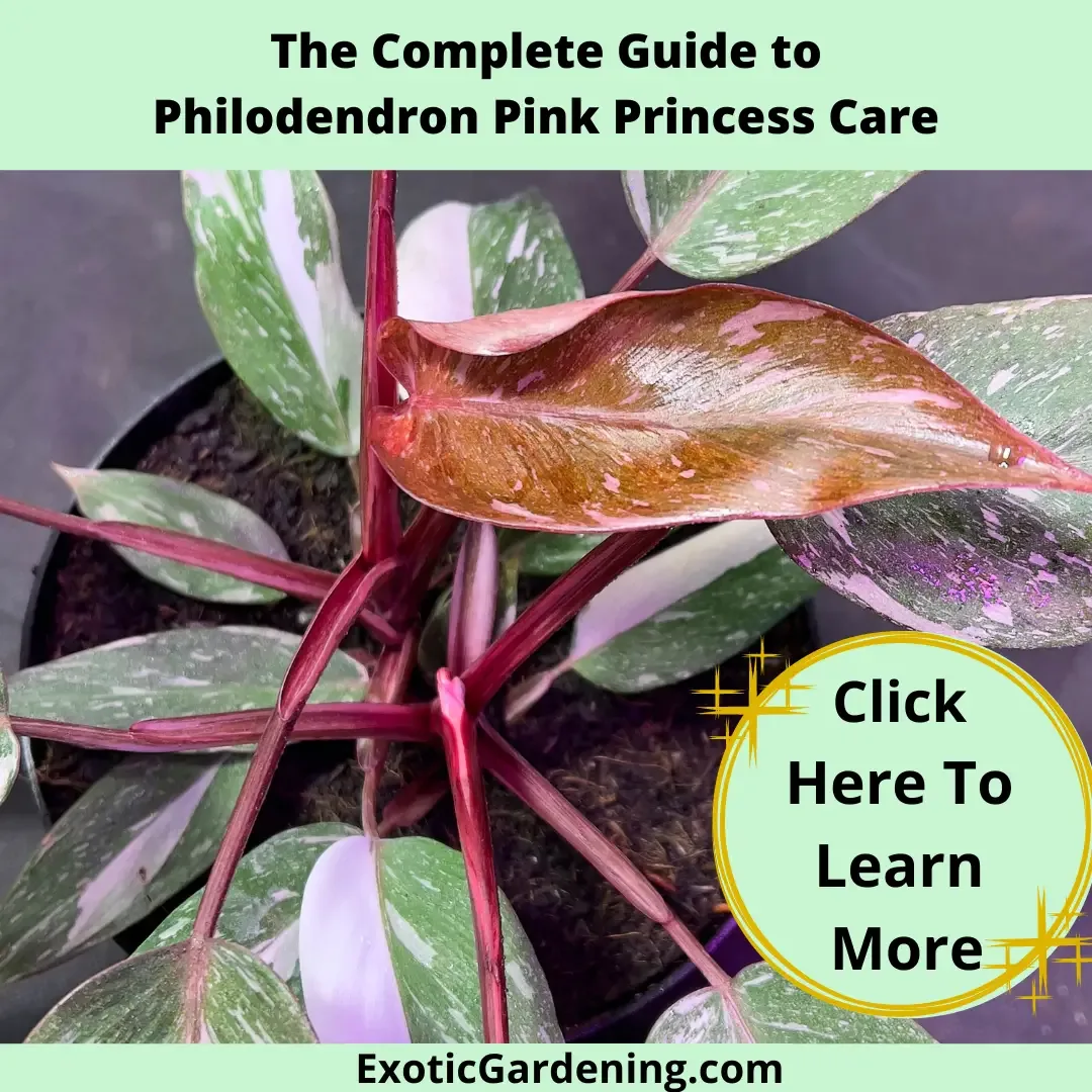 The leaves of a highly variegated Philodendron Pink Princess plant growing in a pot.