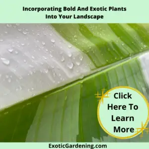 An image of the Ae Ae Banana leaf.
