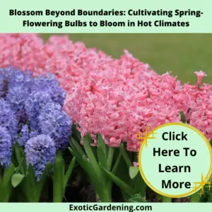 Pink and purple hyacinth in bloom.