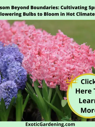 Pink and purple hyacinth in bloom.