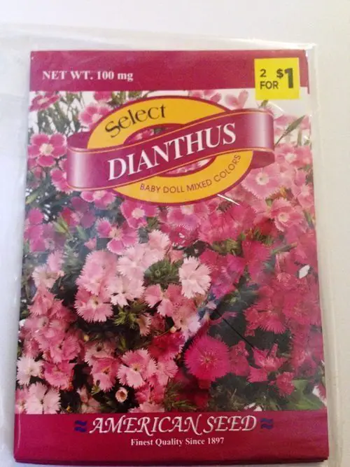 Growing Dianthus From Seed