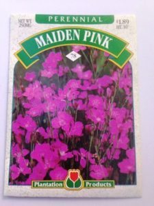 Growing Dianthus From Seed