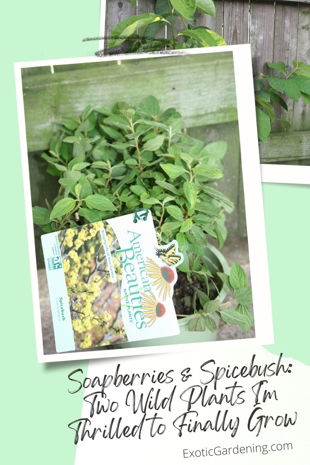 Spicebush native plant in a nursery pot with tag and fence backdrop. 