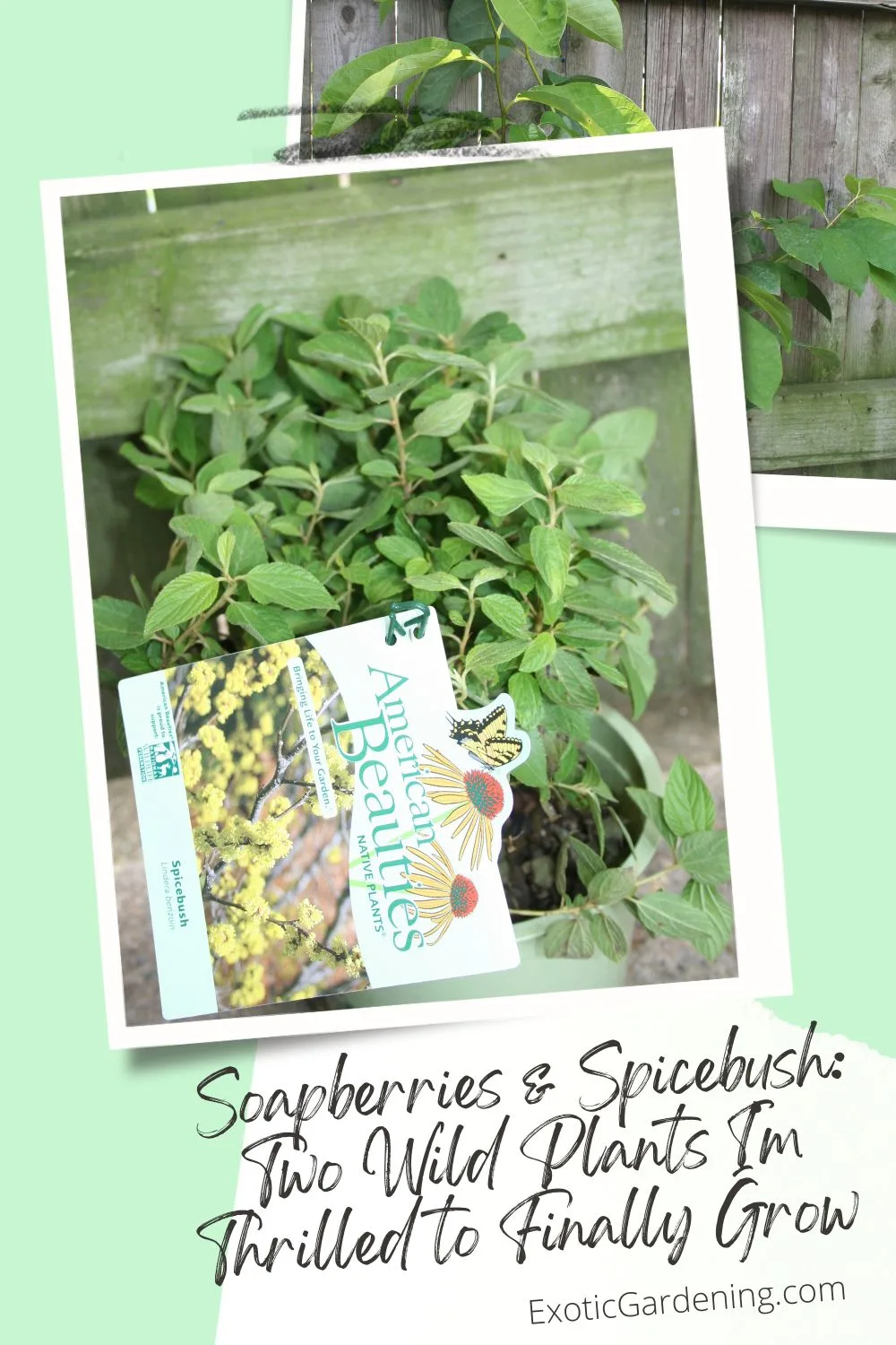 Spicebush native plant in a nursery pot with tag and fence backdrop. 