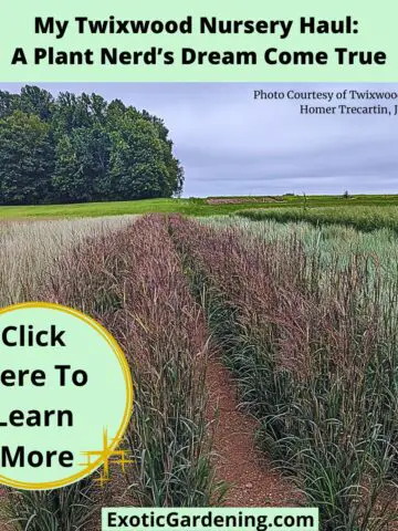 Rows of ornamental grasses at Twixwood Nursery glowing with soft color under overcast skies.
