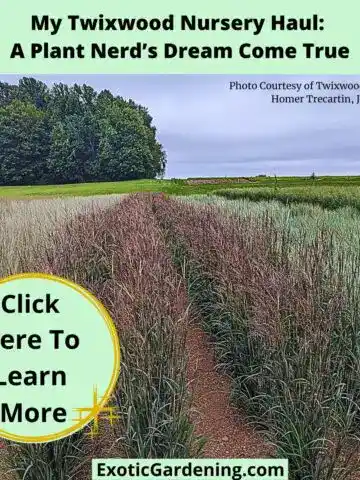 Rows of ornamental grasses at Twixwood Nursery glowing with soft color under overcast skies.
