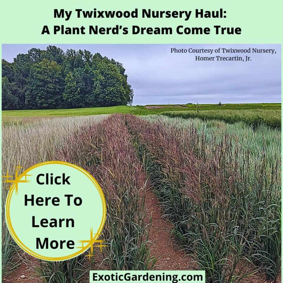 Attracting Beneficial Insects To Your Garden - Exotic Gardening
