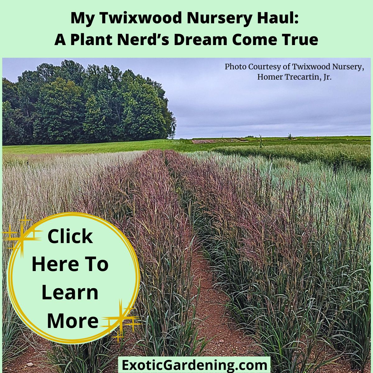 Rows of ornamental grasses at Twixwood Nursery glowing with soft color under overcast skies.