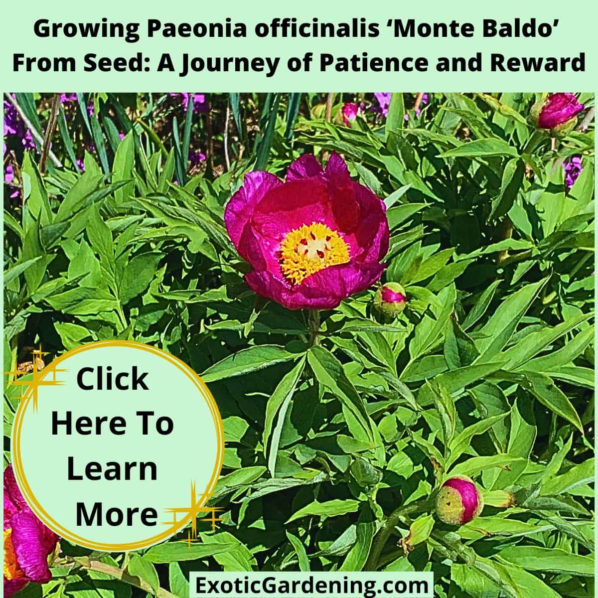 Lush peony plant with deep magenta Paeonia officinalis ‘Monte Baldo’ blooms and buds surrounded by green foliage.