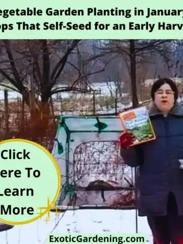 Sheri Ann Richerson standing in a snowy Indiana garden holding her book The Complete Idiot’s Guide to Year-Round Gardening and seed packets for January planting.