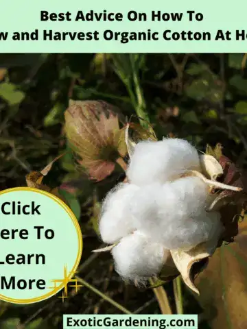 Close-up of a mature cotton boll opening on the plant, showing fluffy white cotton ready to harvest.