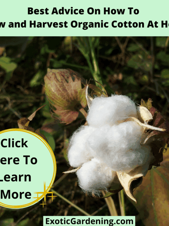 Best Advice On How To Grow and Harvest Organic Cotton At Home
