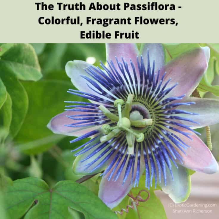 How To Prepare Clay Soil For Blueberries Exotic Gardening