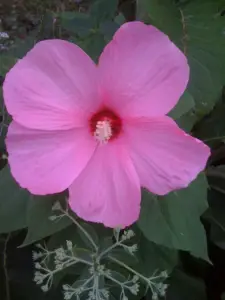 A pink hibiscus in bloom in my garden.