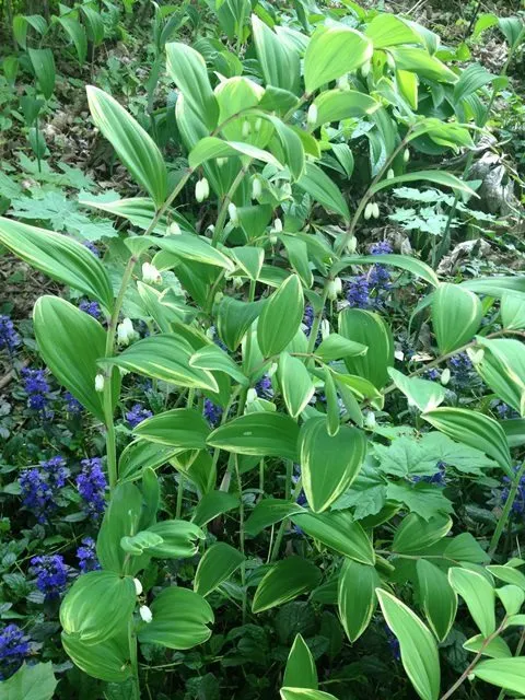 Variegated Solomon's Seal growing above ajuga.