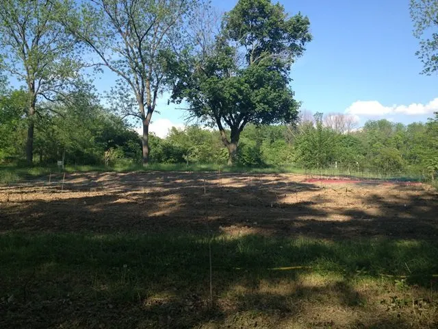 Another view of the large vegetable garden. The area in front of the vegetable garden, right at the front of the photo, contains 13 roses and some strawberry plants.