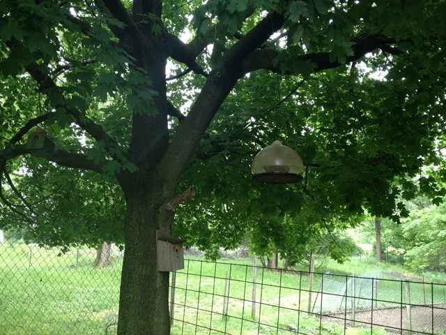 A bluebird house and a large bird feeder.