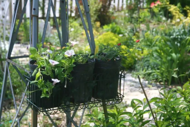 Creative Tips for Container Gardening - Exotic Gardening