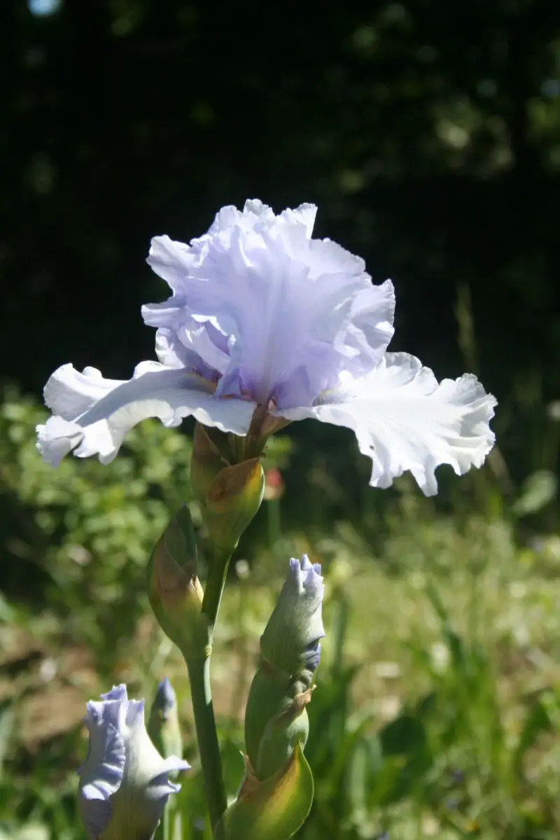 How To Grow And Care For Iris