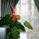 How To Choose The Right House Plants For Indoor Gardening