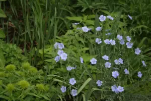 Flax in bloom in my garden.