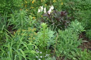 Natural Gardening Tips For Fall Planting