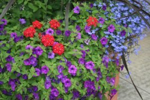 7 Easy Tips for Successful Container Gardening