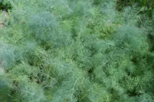 Dill weed growing in my garden.