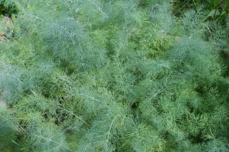 Dill weed growing in my garden.