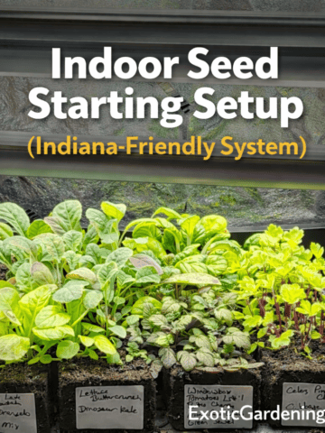 Indoor seed starting setup with soil blocks and leafy seedlings under grow lights in Indiana garden system